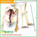 Teaching Models Plastic Human Skeleton Anatomy with Nerves Model